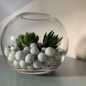 Cactus Terrarium