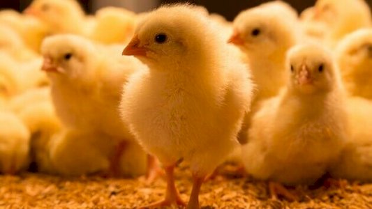 Female Chicks for sale 5 varieties Available now